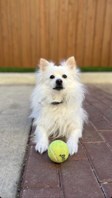 Spitz with ball