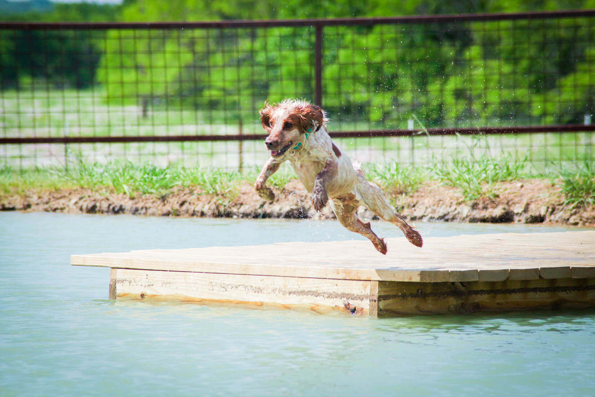 Canine Country Club & Wellness Center