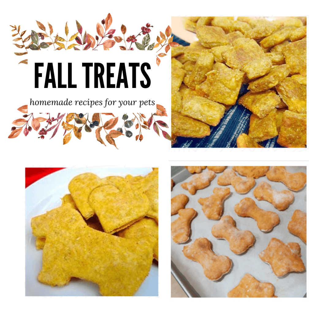 Homemade Treats for Fall