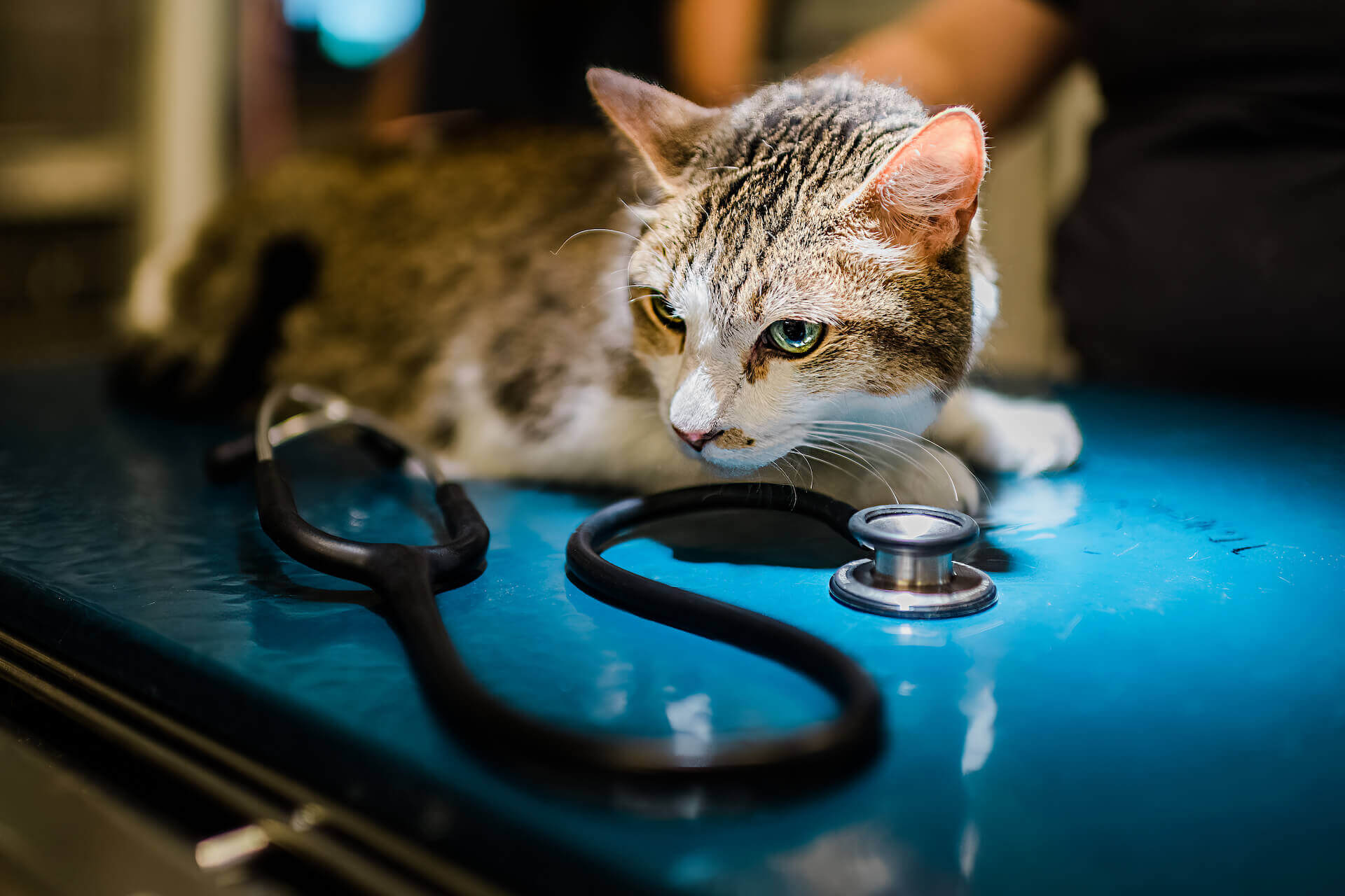 Welcome to Highland Park Animal Hospital