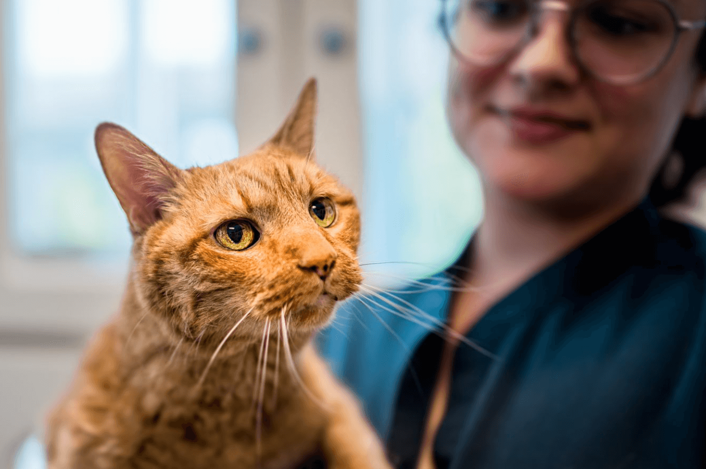 National Take Your Cat to the Vet Day: 5 Reasons to Not Skip a Vet Visit