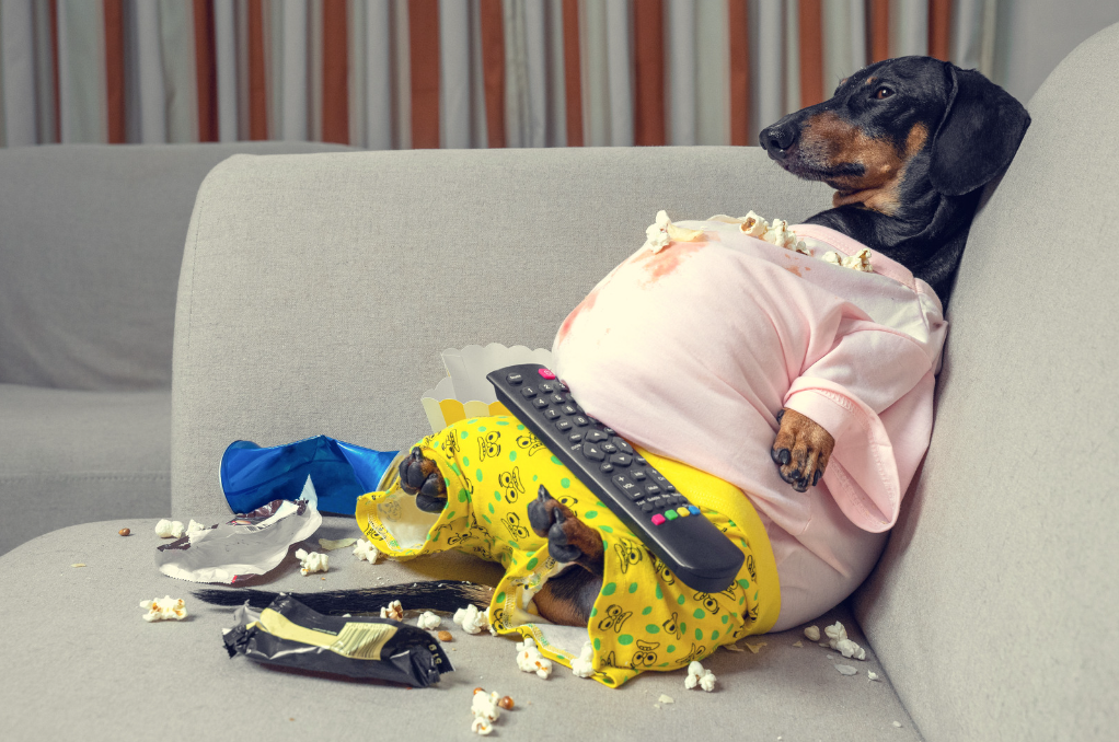 Why weight management is important to your pets