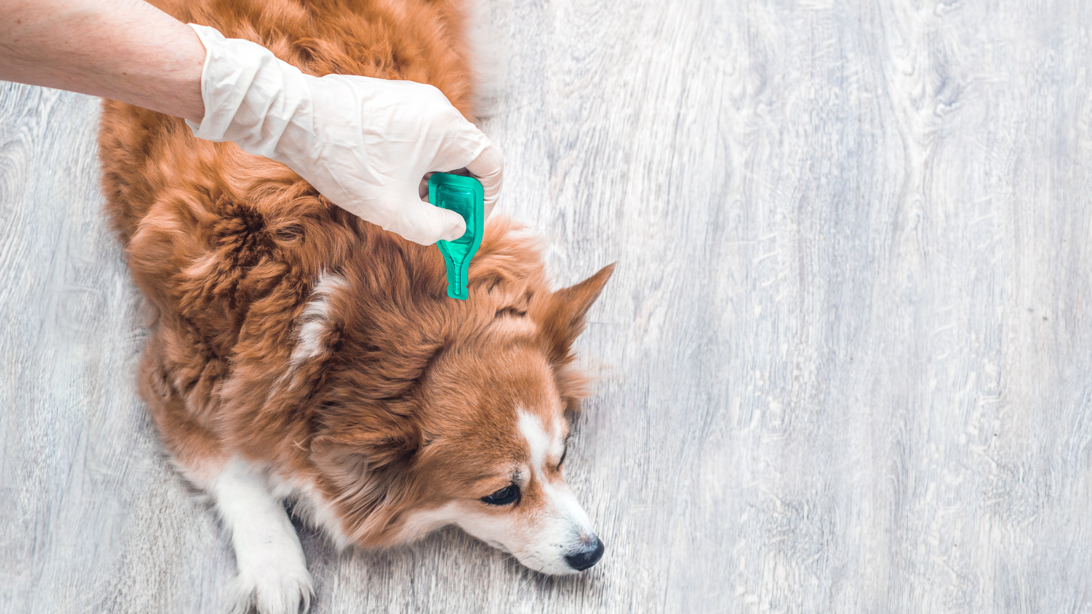 Parasite Prevention in Pets