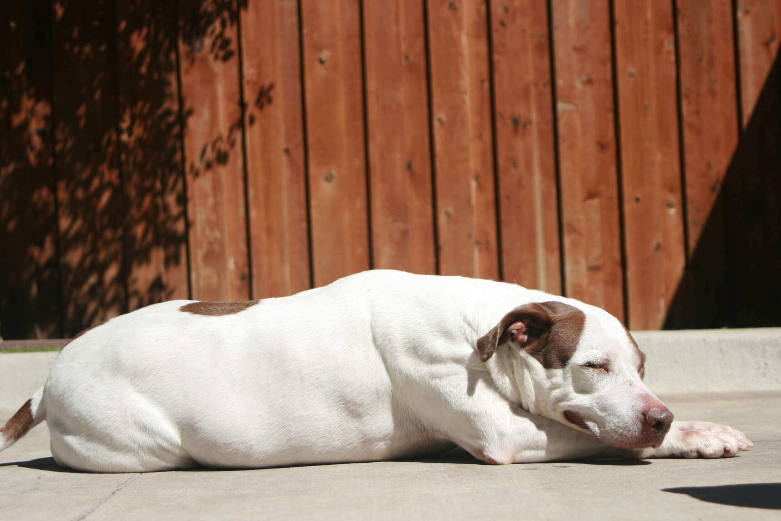 Canine Country Club & Wellness Center