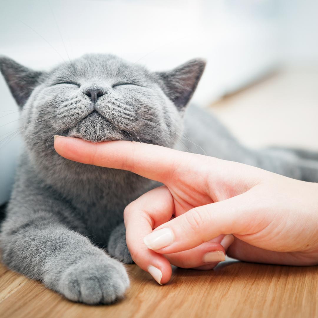 Helping Pets Stay Calm: The Power of a Chill Protocol for Veterinary Visits