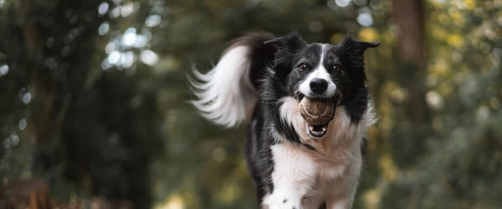 Happy dog, white and black, walking with tennis ball in its mouth