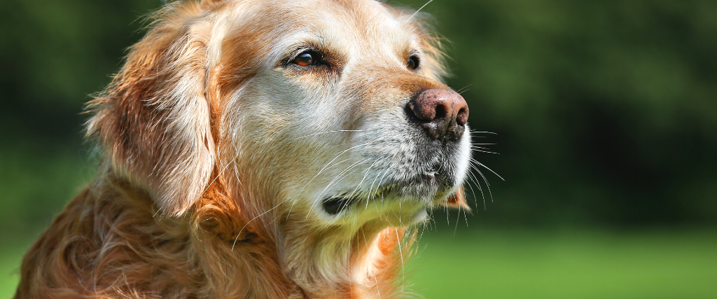 Cognitive Dysfunction In Senior Pets