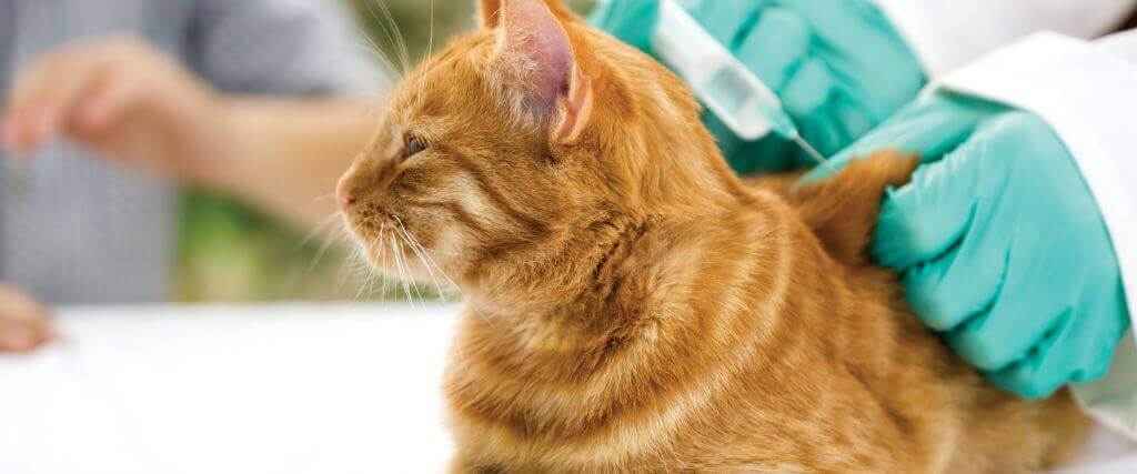 What Are the Core and Non-Core Vaccines for Cats? Your Questions Answered