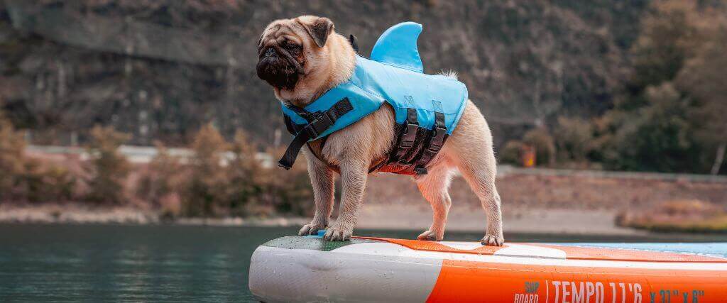 Keep Your Dog Safe on the Water with These Paddling Safety Tips