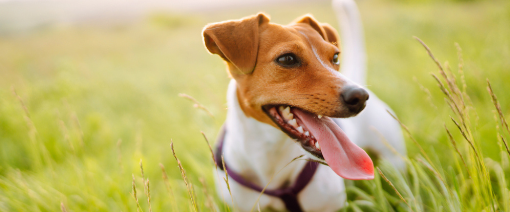 Fleas and Ticks: Protecting Your Pets and Home