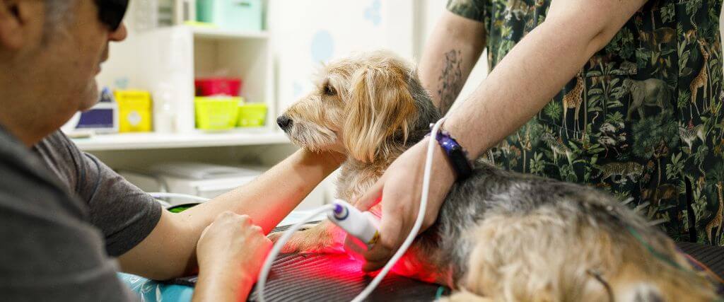 Healing with Light: A Deep Dive into Veterinary Laser Therapy