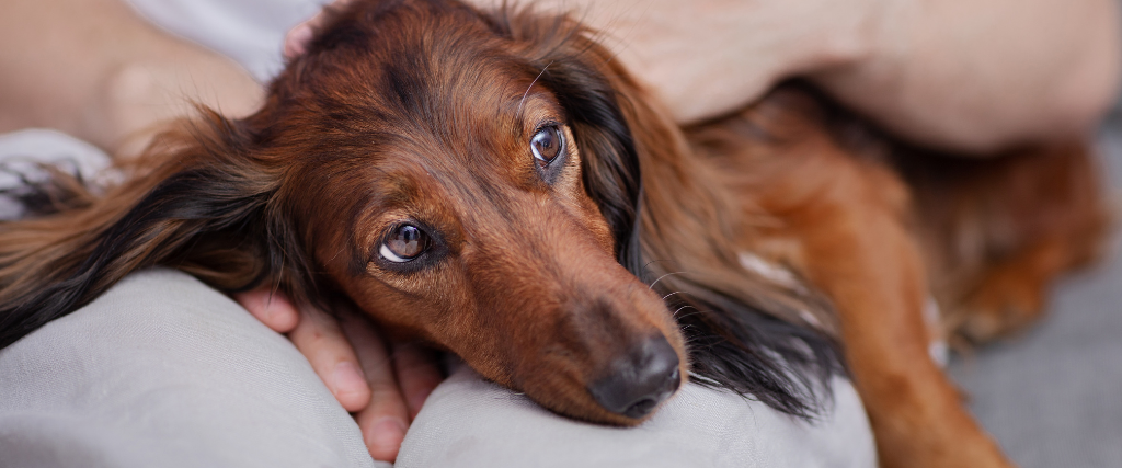 Heartworm in Dogs: Why You Shouldn’t Wait Until There are Symptoms