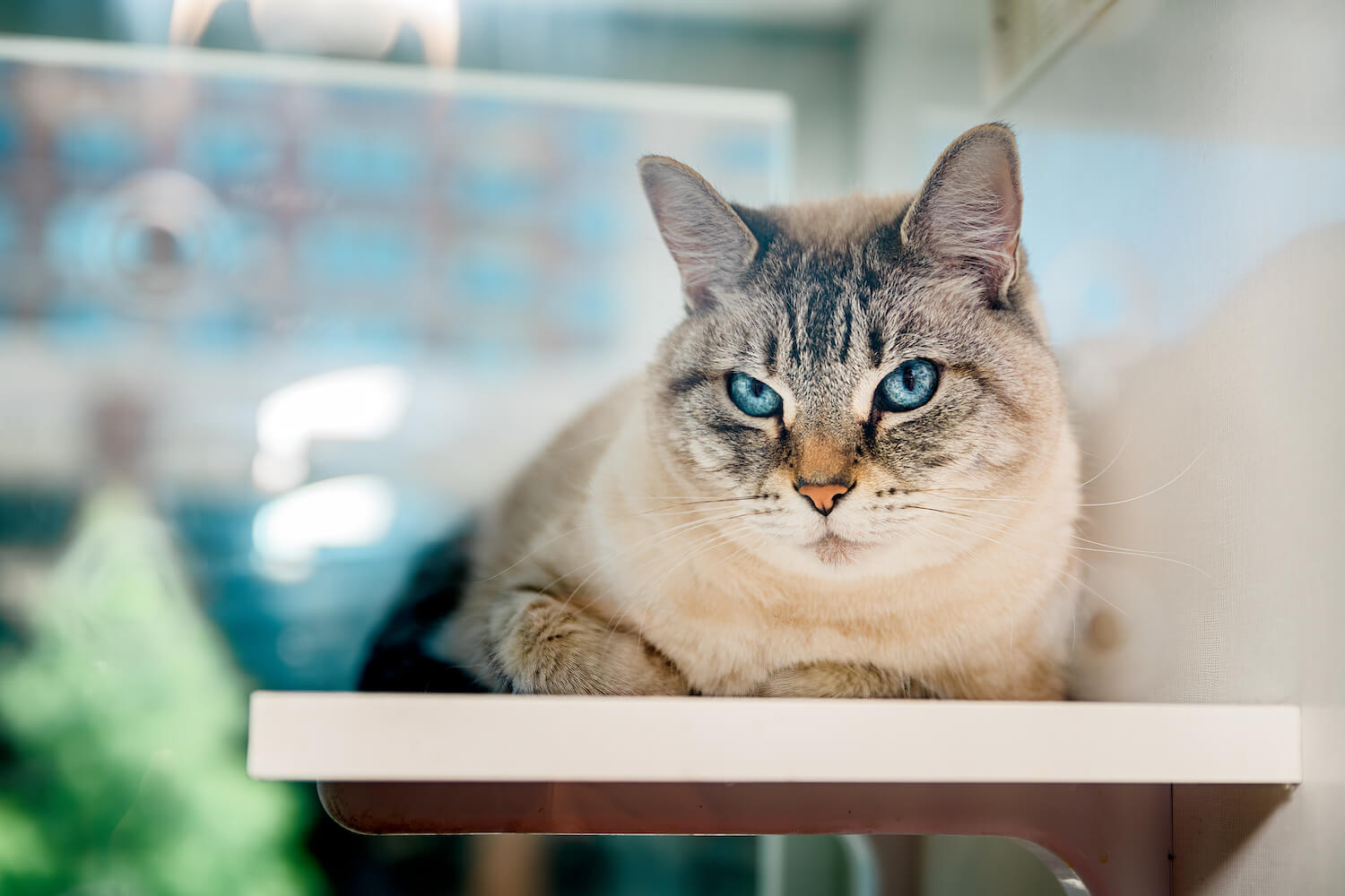 Cat Cabana Boarding