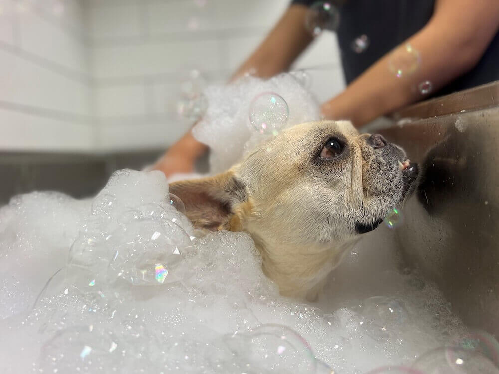 Highland Park Animal Hospital Canine Country Club Dog Bathing Dog Grooming
