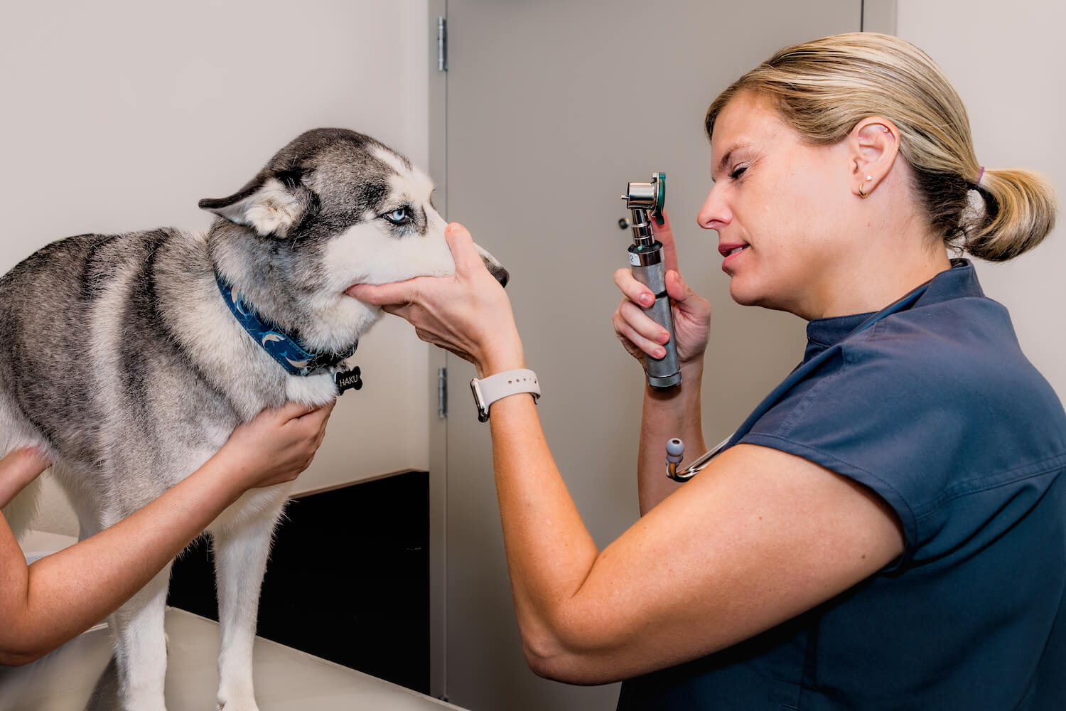 Highland Park Animal Hospital Preventive Medicine