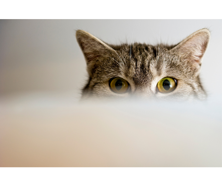 cateyecare