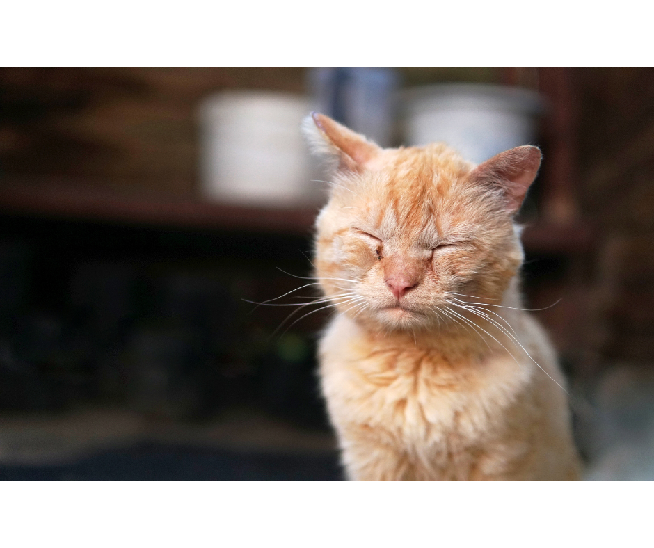 cateyecare2
