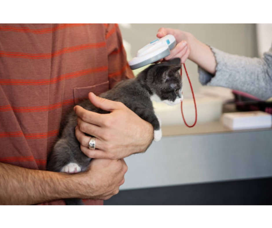 catmicrochip