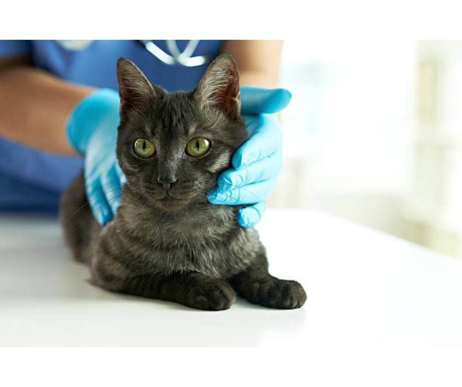 catvethospital