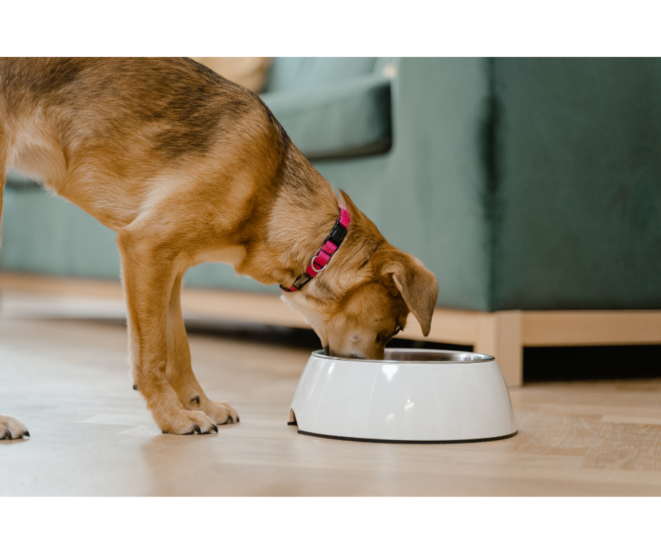 dognutrition