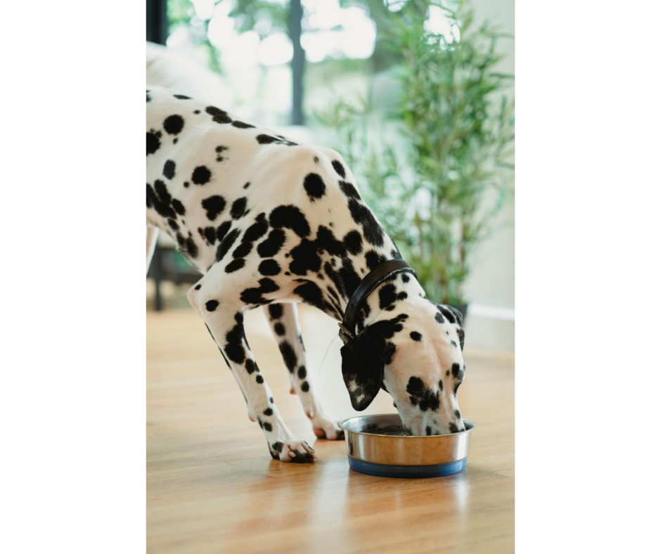 dognutrition2