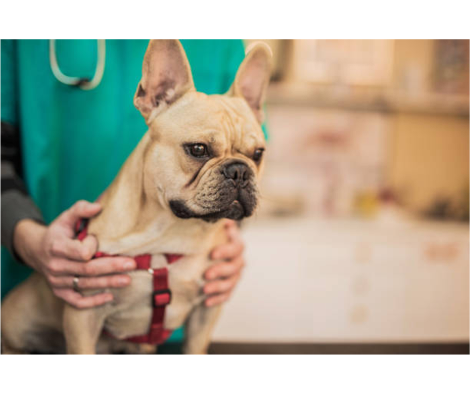 dogvethospital
