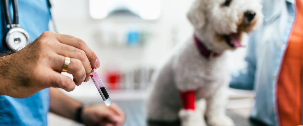 The Benefits of Routine Blood Work for Dogs