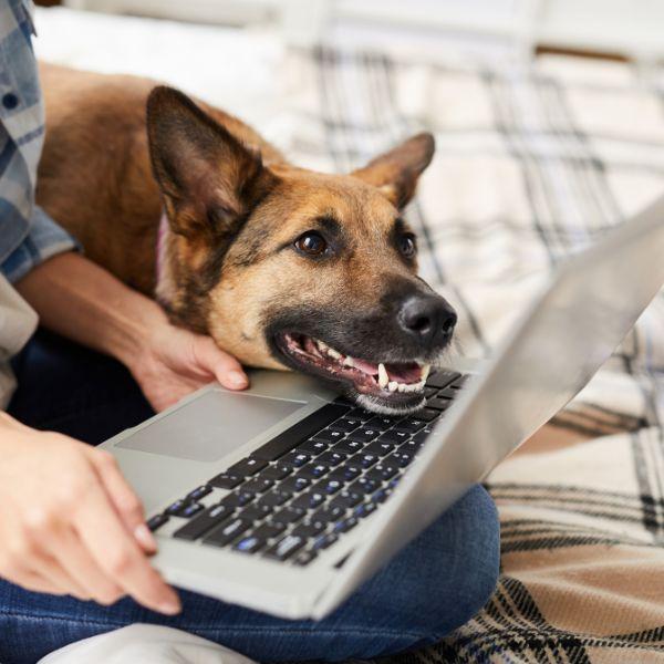Dog looking at Highland Park Animal Hospital Pet Videos