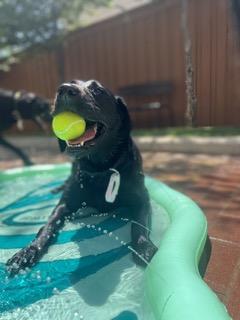 Black Lab in pool