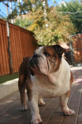 Bulldog in the yard