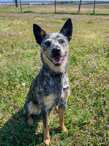 Smiling cattle dog