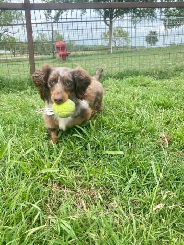 Dachsund with tennis ball