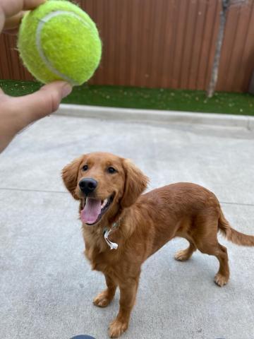 Golden playing catch