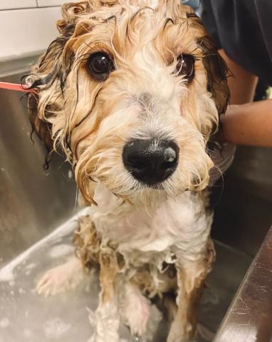 Curly dog having a bath