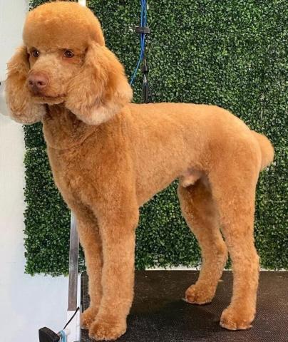Red poodle with standard cut
