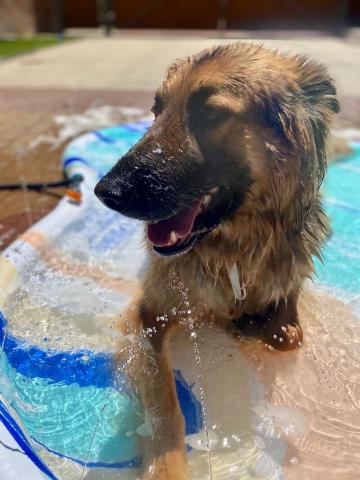 Shepherd in pool