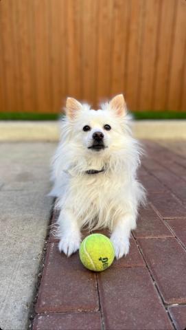 Spitz with ball