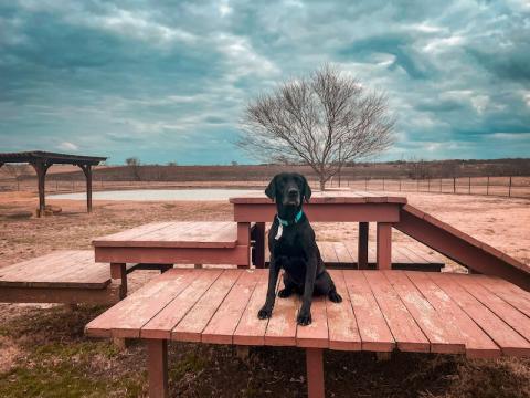 Black Lab in the country