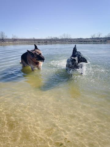 Two dogs splashing