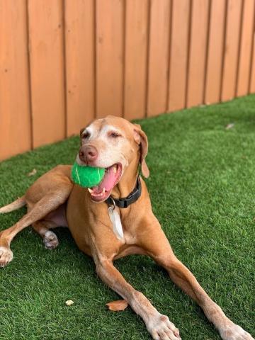 Vizsla with ball