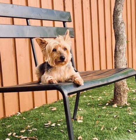 Yorkie on a bench
