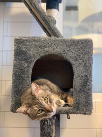 Highland Park Animal Hospital Kitty Cabana