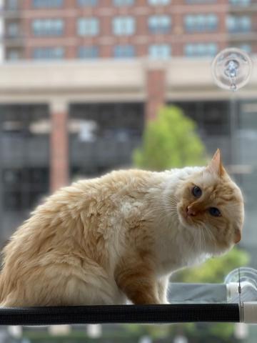 Highland Park Animal Hospital Kitty Cabana