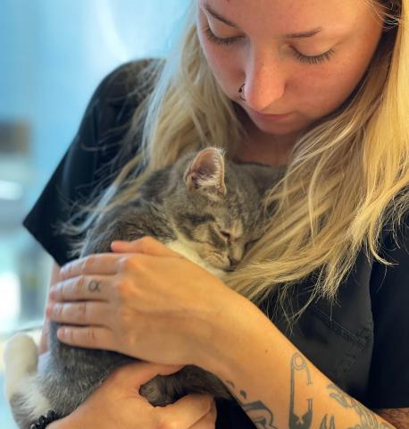 Highland Park Animal Hospital Kitty Cabana