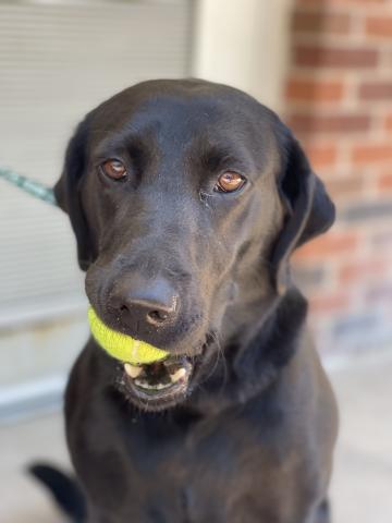 Canine Country Club Labrador With Tennis Ball