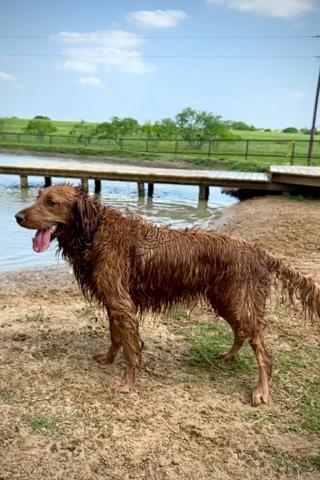 Ranch Retreat Icky Dog Golden Retriever Wet