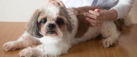 How to Know When to Take Your Dog to the Veterinarian For an Ear Infection