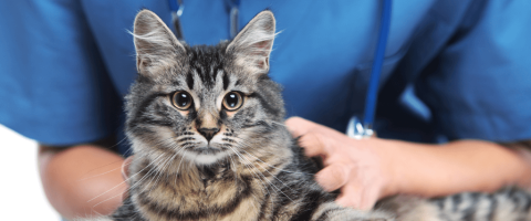 National Pet Wellness Month: 5 Ways to Ensure Your Cat's Longevity