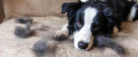 The Secret to Saving Your Sanity With a Shedding Dog
