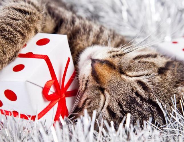 Pet-Proofing the Holiday Season : A Guide to a Happy Holiday